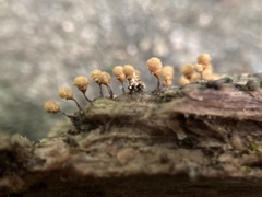 Hemitrichia calyculata