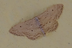 Idaea seriata