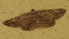 Peribatodes rhomboidaria