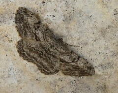 Peribatodes rhomboidaria