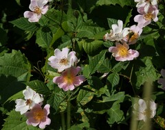 Rosa setigera
