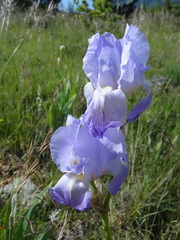 Iris pallida