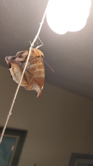 Historis odius odius