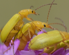 Cteniopus sulphureus