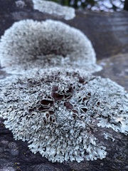 Xanthoparmelia conspersa