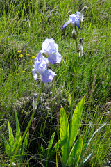 Iris pallida