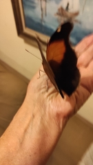 Historis odius odius