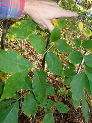 Carya texana