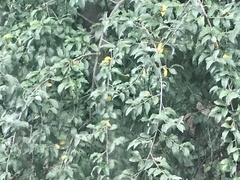 Elaeagnus umbellata