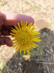 Berkheya radula