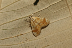 Lamprosema excurvalis