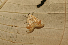 Lamprosema excurvalis