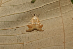 Lamprosema excurvalis