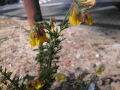 Hermannia multiflora