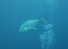 Caranx papuensis
