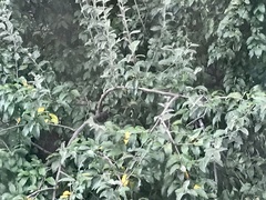 Elaeagnus umbellata
