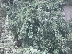 Elaeagnus umbellata