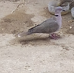 Streptopelia decipiens