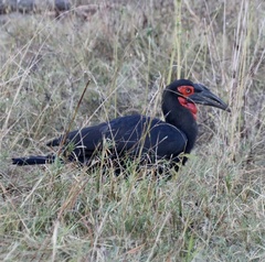 Bucorvus leadbeateri