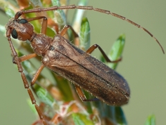 Vesperus strepens