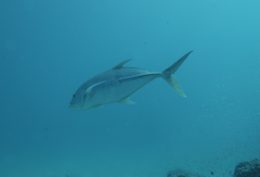 Caranx papuensis