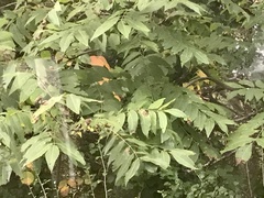 Carya illinoinensis