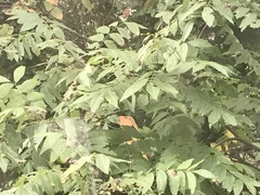 Carya illinoinensis