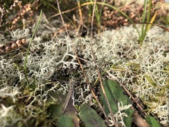 Cladonia portentosa