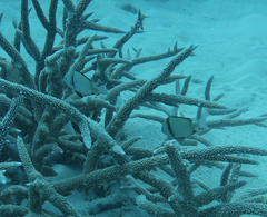 Dascyllus reticulatus