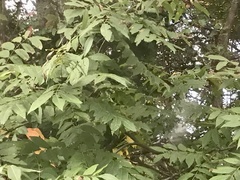 Carya illinoinensis