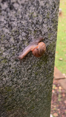 Bradybaena similaris