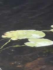 Nuphar lutea