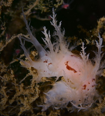 Dendronotus europaeus