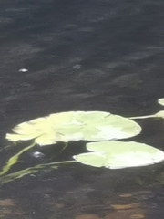 Nuphar lutea