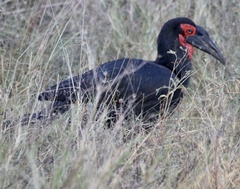 Bucorvus leadbeateri