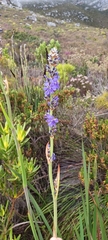 Aristea capitata