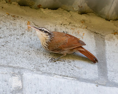 Lepidocolaptes angustirostris