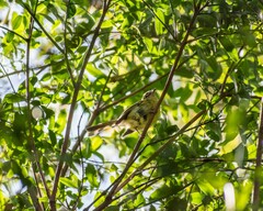 Myiophobus fasciatus