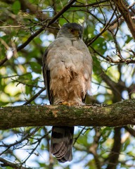 Accipiter bicolor