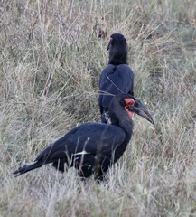 Bucorvus leadbeateri