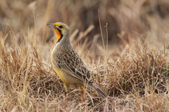 Macronyx capensis colletti