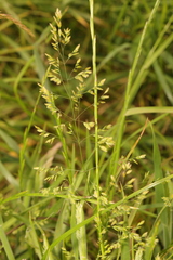 Poa trivialis