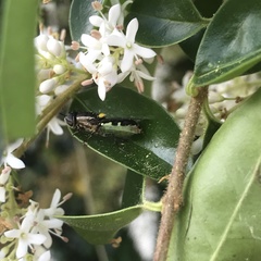 Odontomyia hunteri
