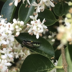 Odontomyia hunteri
