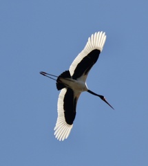 Ephippiorhynchus senegalensis