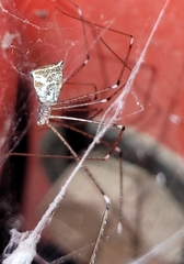 Crossopriza