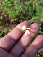 Pelargonium elongatum