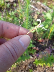 Pelargonium elongatum