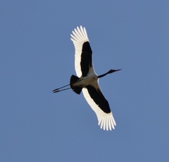 Ephippiorhynchus senegalensis