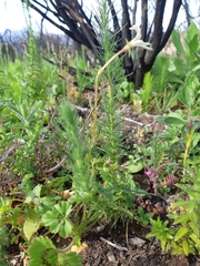 Pelargonium elongatum